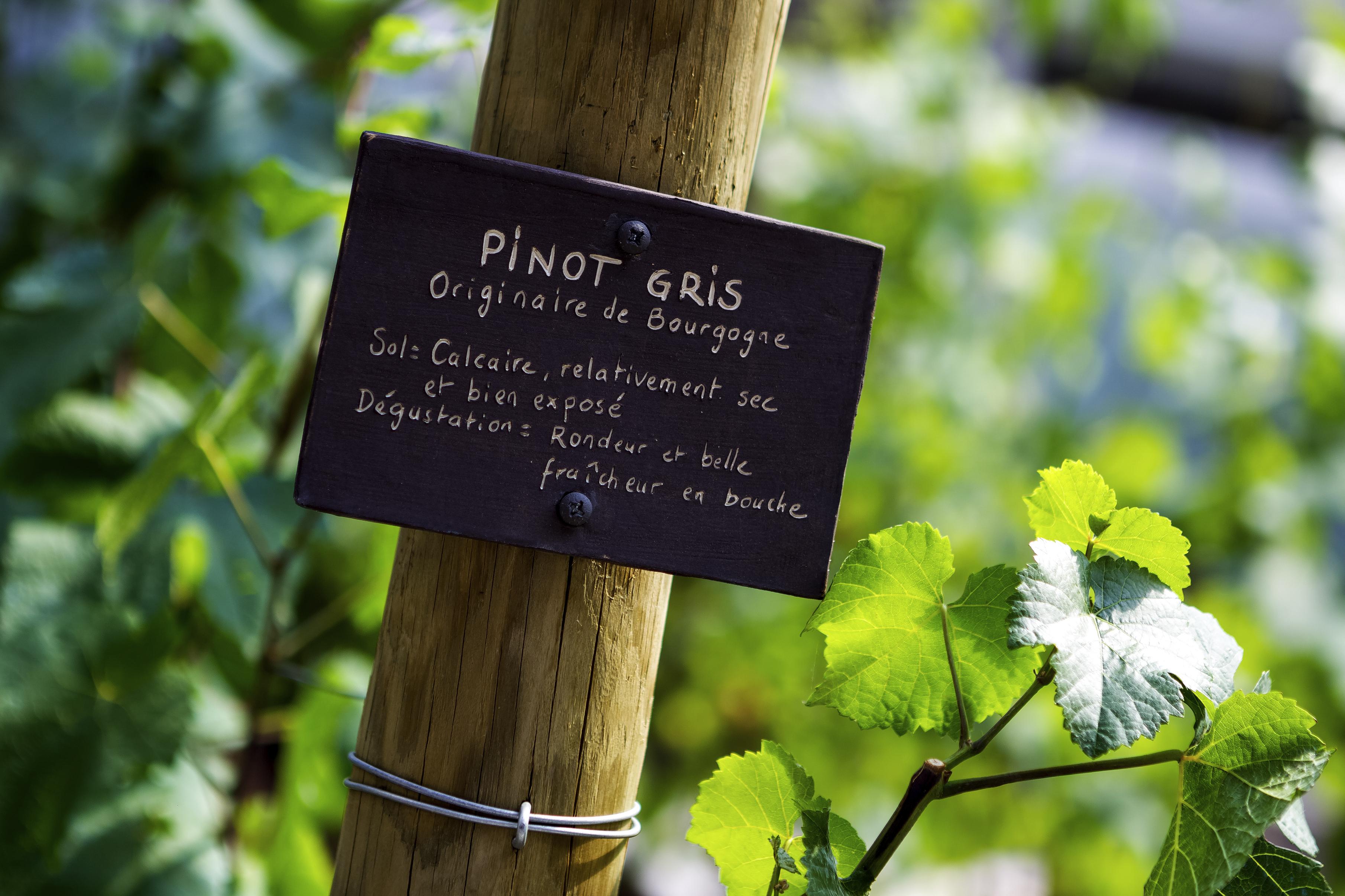Sofitel Strasbourg Grande Ile Hotell Exteriör bild Pinot gris